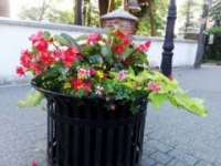 ukwiecenie miasta 13