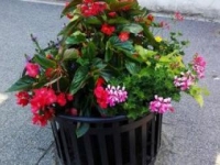 ukwiecenie miasta 15