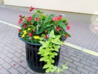 ukwiecenie miasta 16