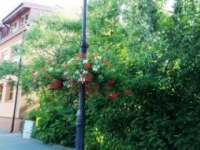 ukwiecenie miasta 17