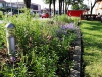 ukwiecenie miasta 26