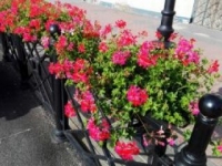 ukwiecenie miasta 29