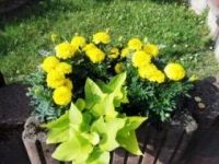 ukwiecenie miasta 32