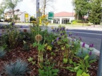 ukwiecenie miasta 33