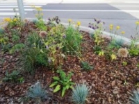 ukwiecenie miasta 34