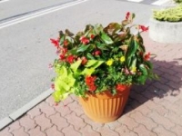 ukwiecenie miasta 35