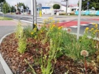 ukwiecenie miasta 36