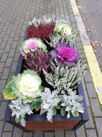 jesienne ukwiecenie miasta