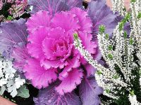 jesienne ukwiecenie miasta