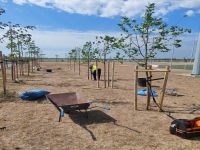 sadzenie drzew Jadwisin