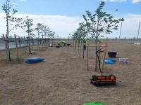 sadzenie drzew Jadwisin