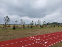 sadzenie drzew Jadwisin