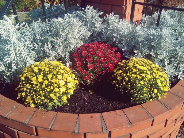 Jesienne ukwiecenie miasta