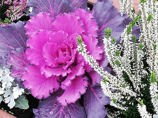 Jesienne ukwiecenie miasta