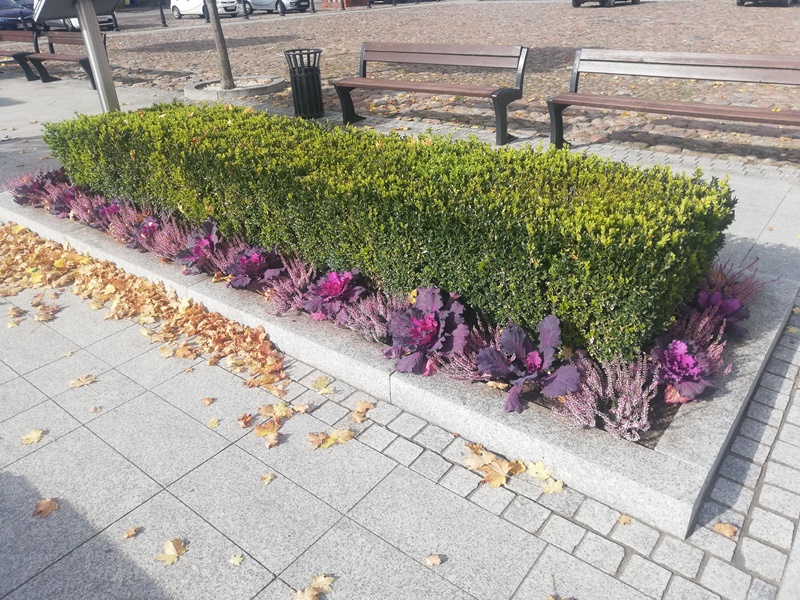 Jesienne ukwiecenie miasta