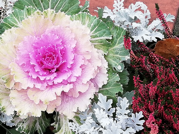 Jesienne ukwiecenie miasta