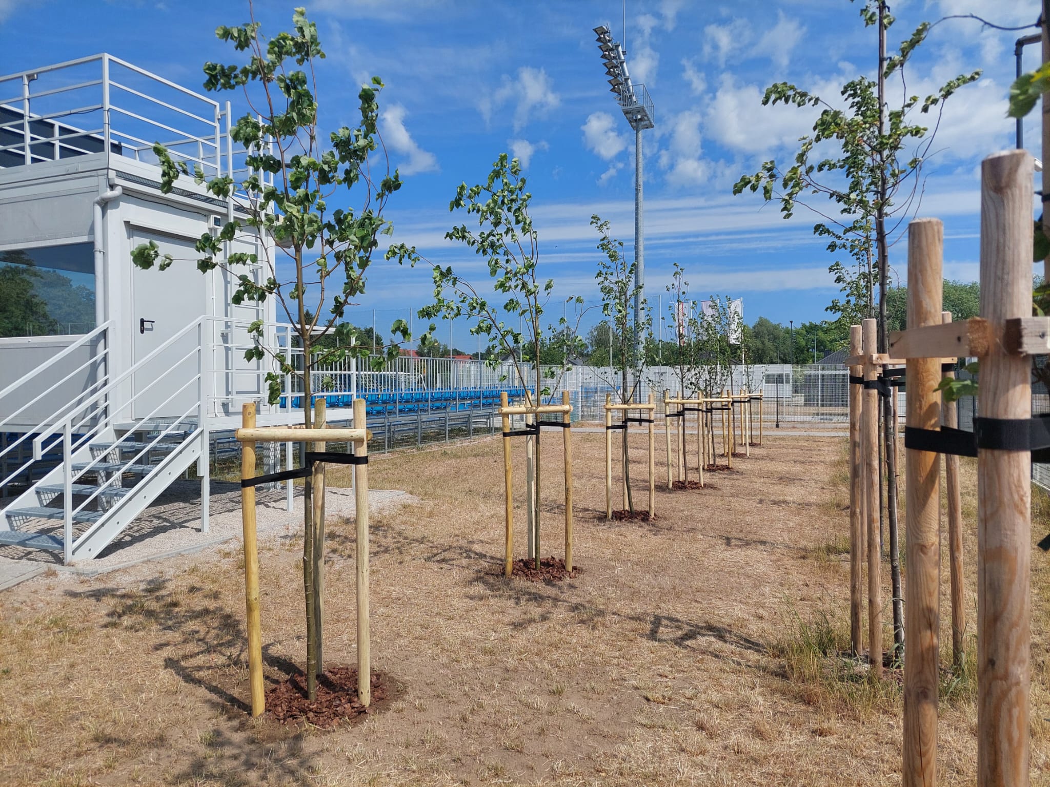 Nasadzenia drzew i krzewów wokół boiska w Jadwisinie