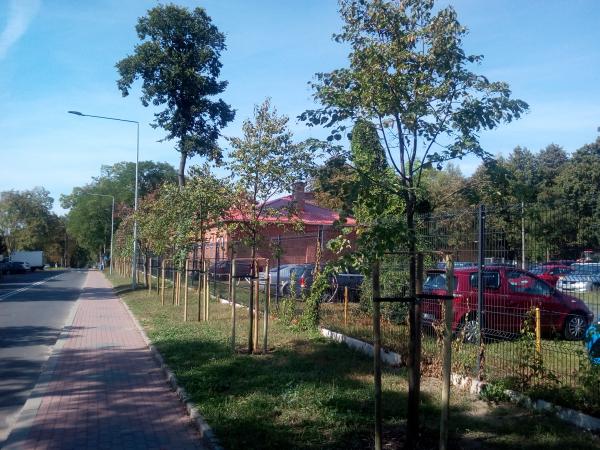 nasadzenia drzew Zegrze