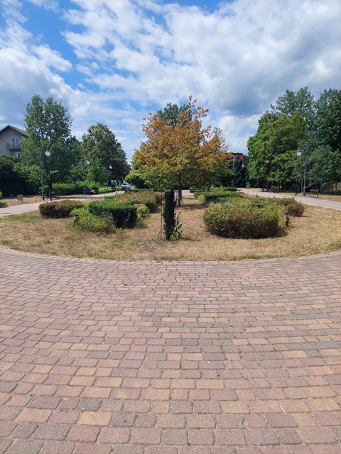 Nasadzenia zieleni na terenie Miasta i Gminy Serock – II etap