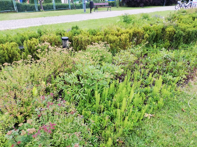 Dotacja z programu Mazowsze dla klimatu 2024, z przeznaczeniem na nasadzenia zieleni