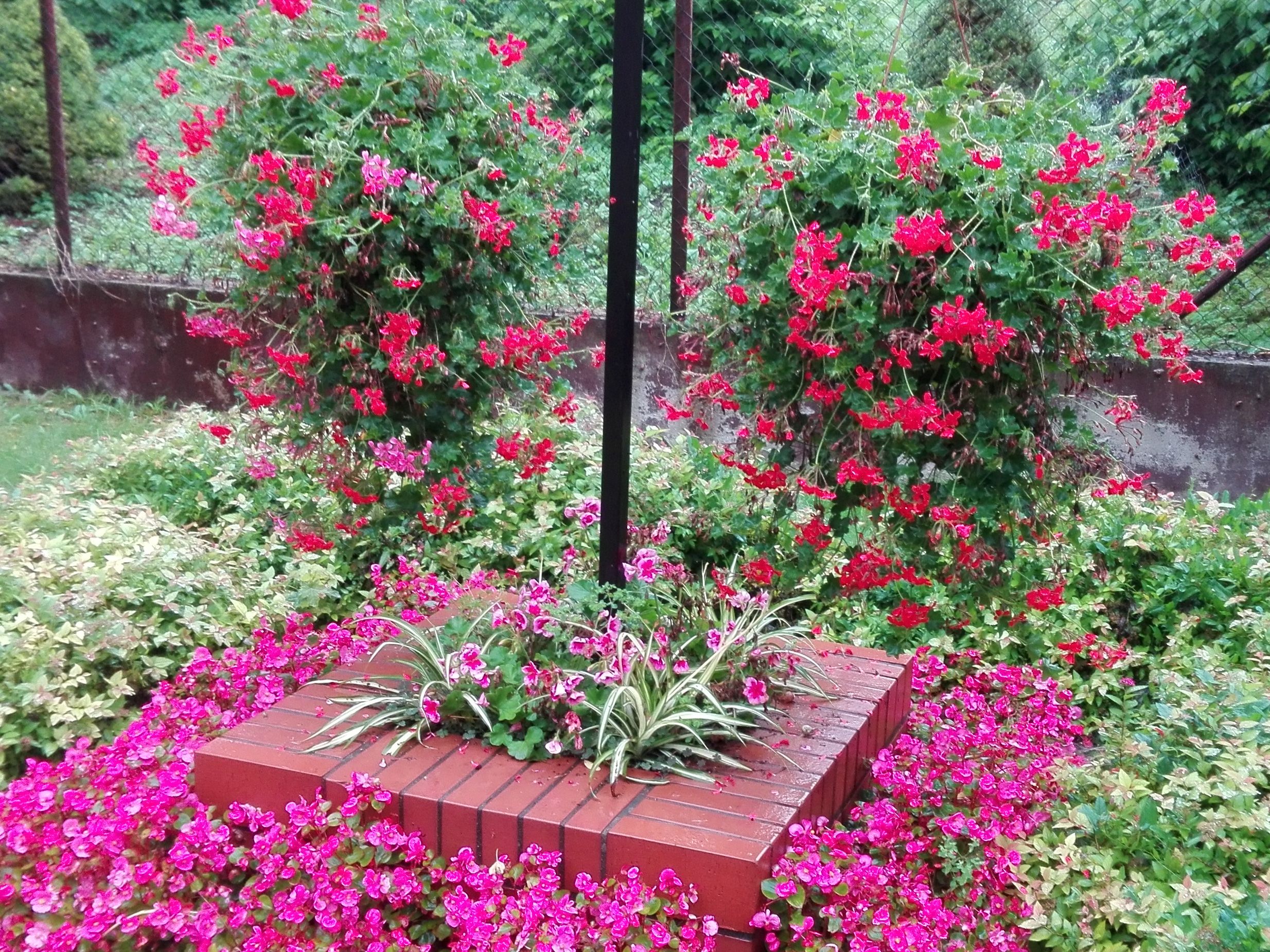 Rozstrzygnięto przetarg na dostawę i nasadzenia kwiatów.