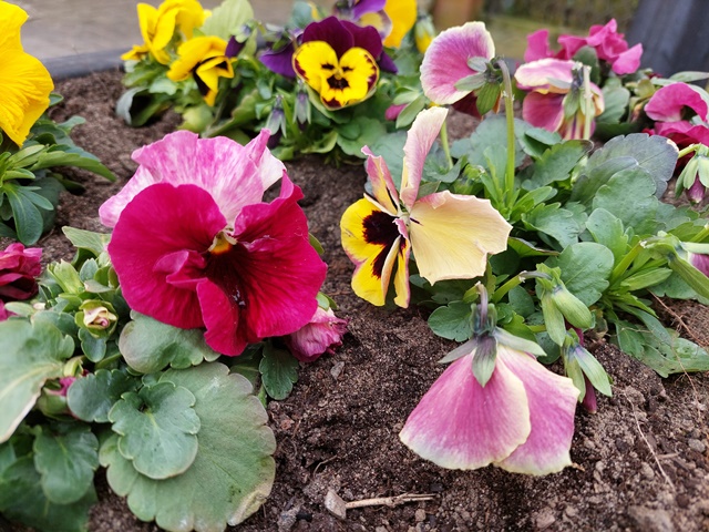 Wiosenne ukwiecenie miasta