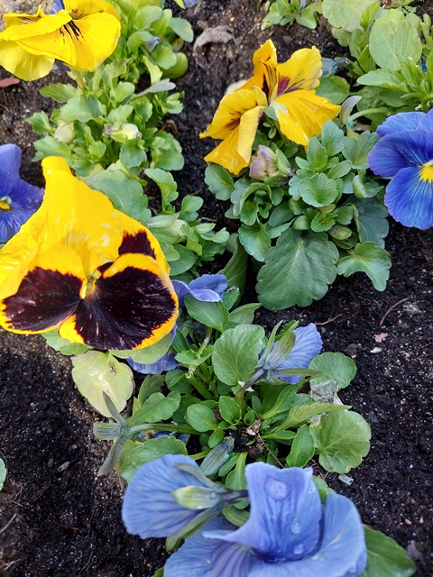 Wiosenne ukwiecenie miasta